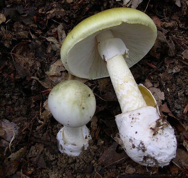 Toxic death cap mushrooms sprout after El Nino rain in San Francisco