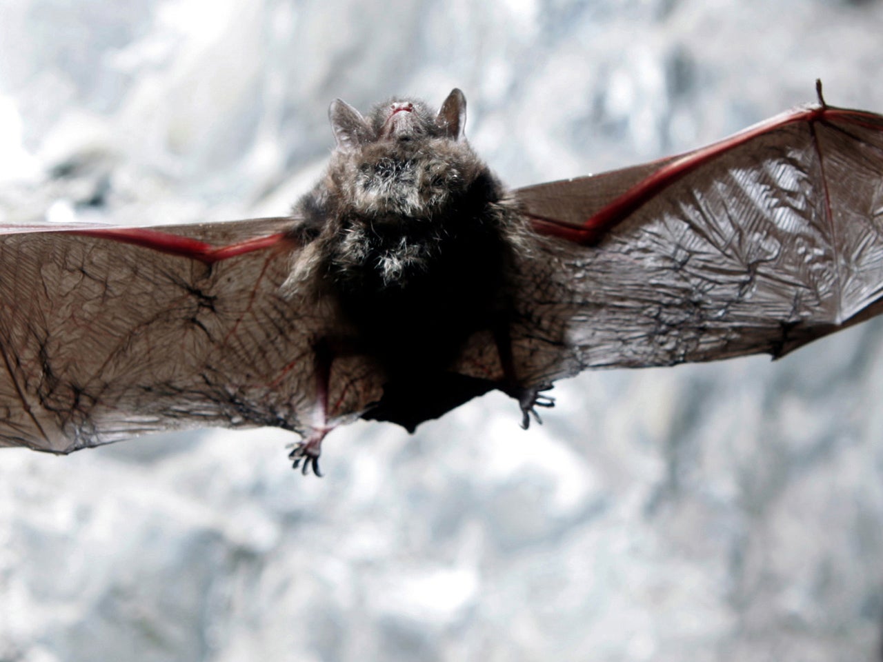 Bats dieoff may be leveling off CBS News