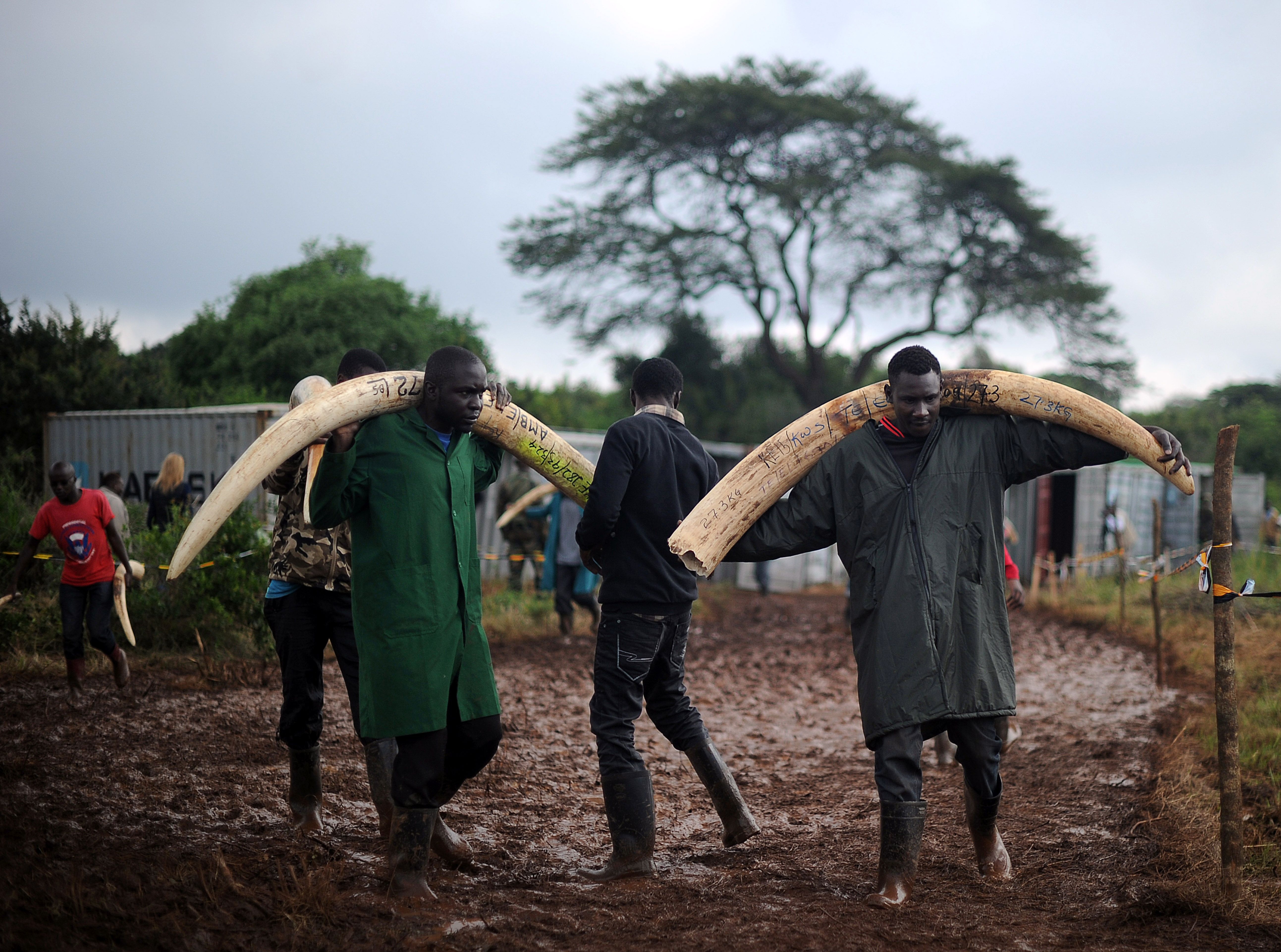 Poacher in DiCaprio documentary gets 12 years in prison - CBS News