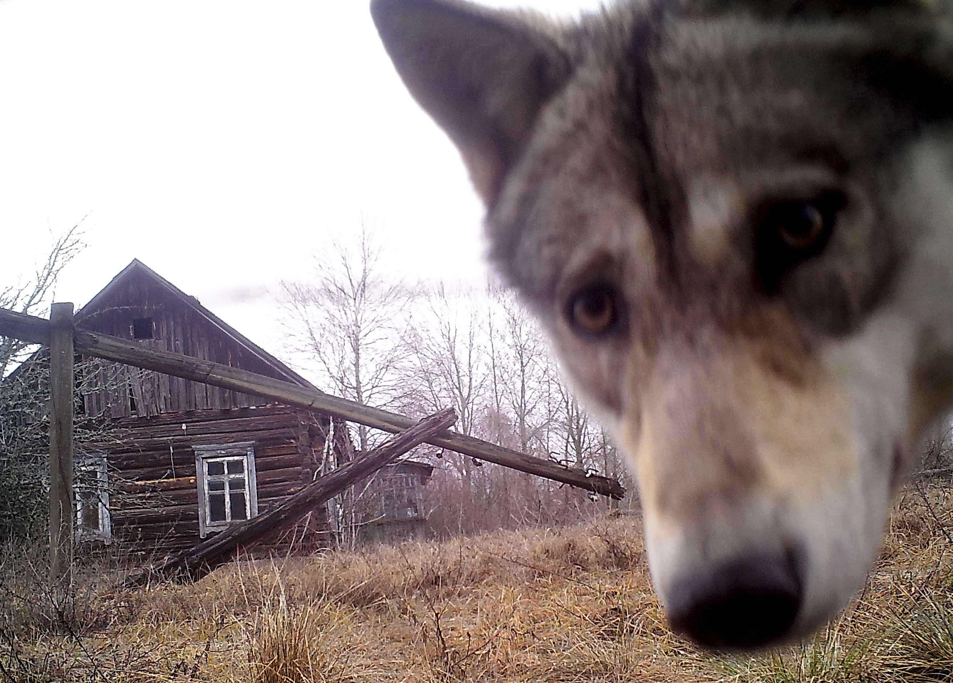 Chernobyl Wilderness regained Wildlife flourishes in Chernobyl