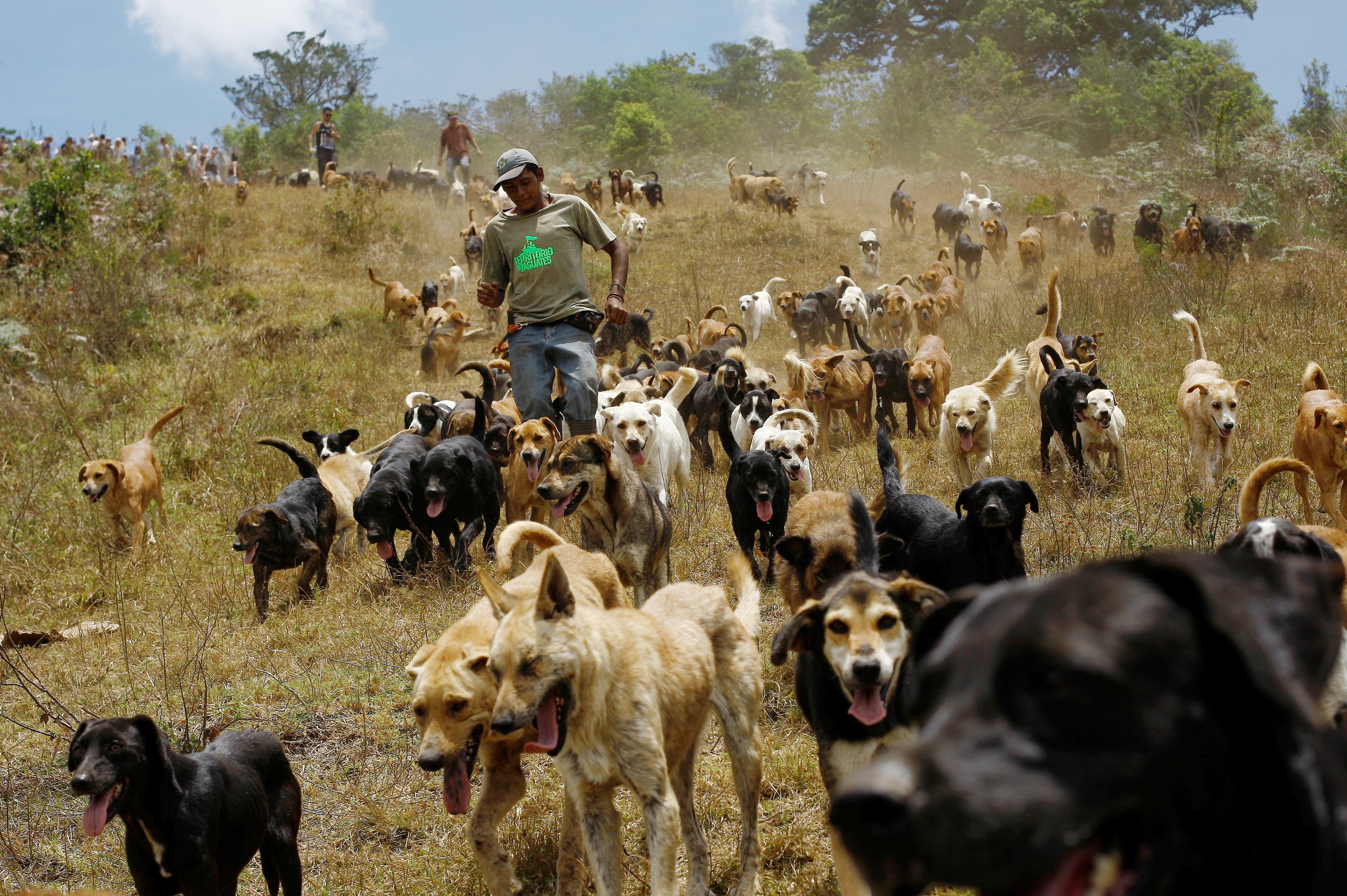 Land of the Strays Luckiest stray dogs on earth Pictures CBS News