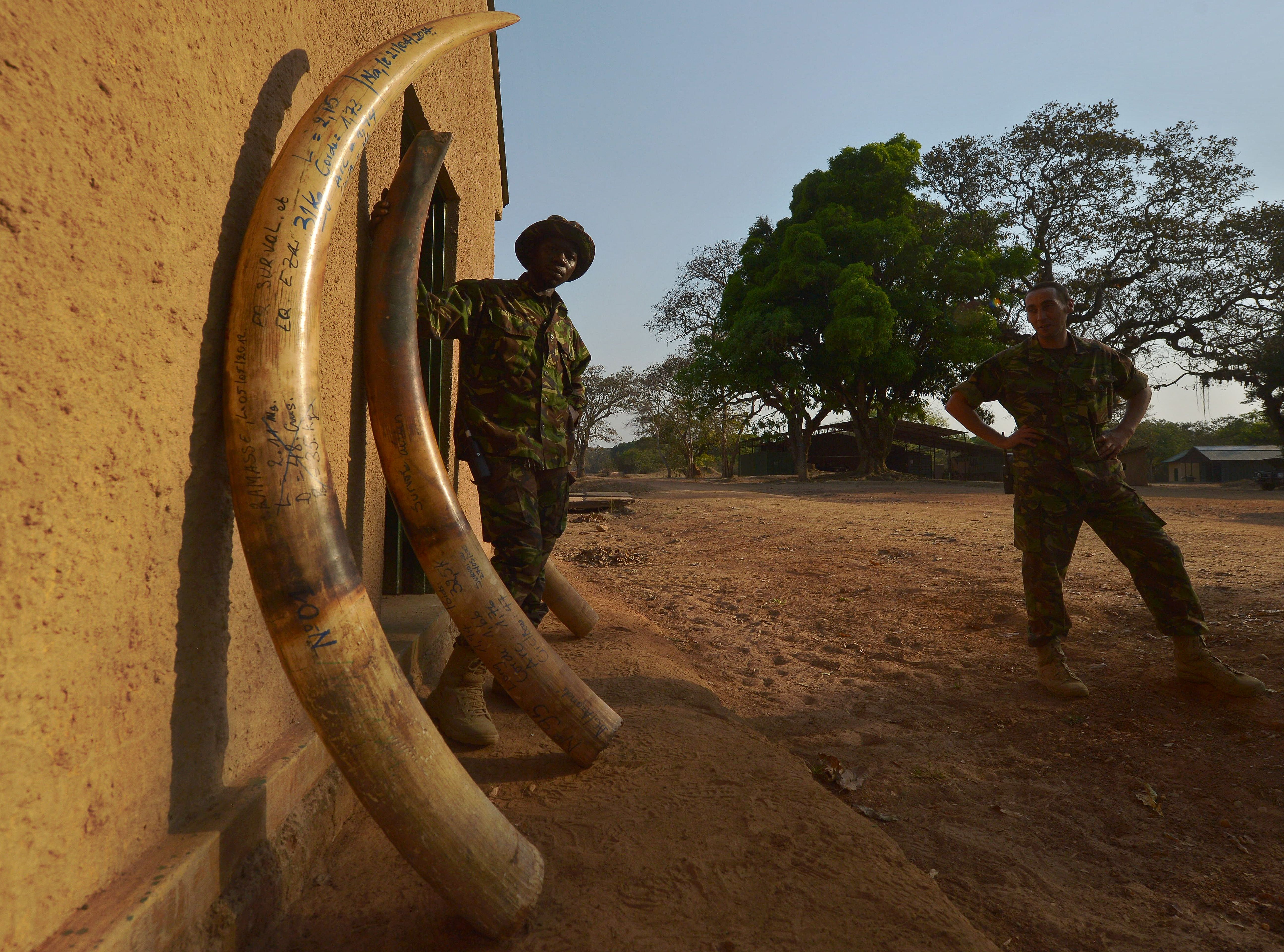 Armed Poachers Killing Rangers Who Defend Elephants In