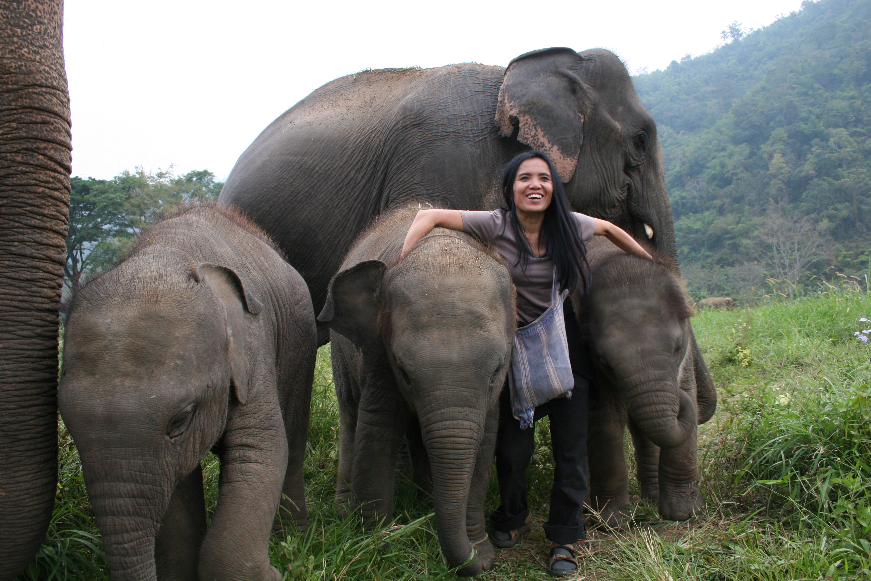 Lek - Thailand's elephant whisperer rescues the injured - Pictures