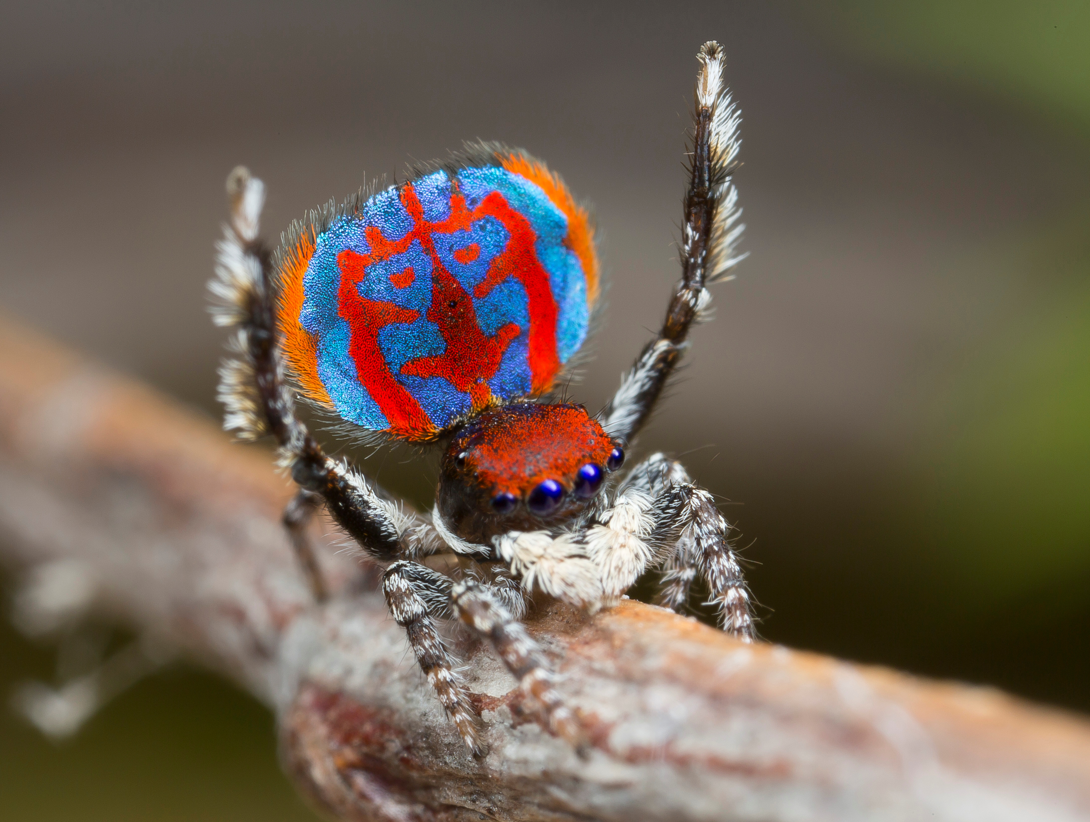 Australian Peacock Spider These Jumping Spiders From The Land Down Under Really Know How To