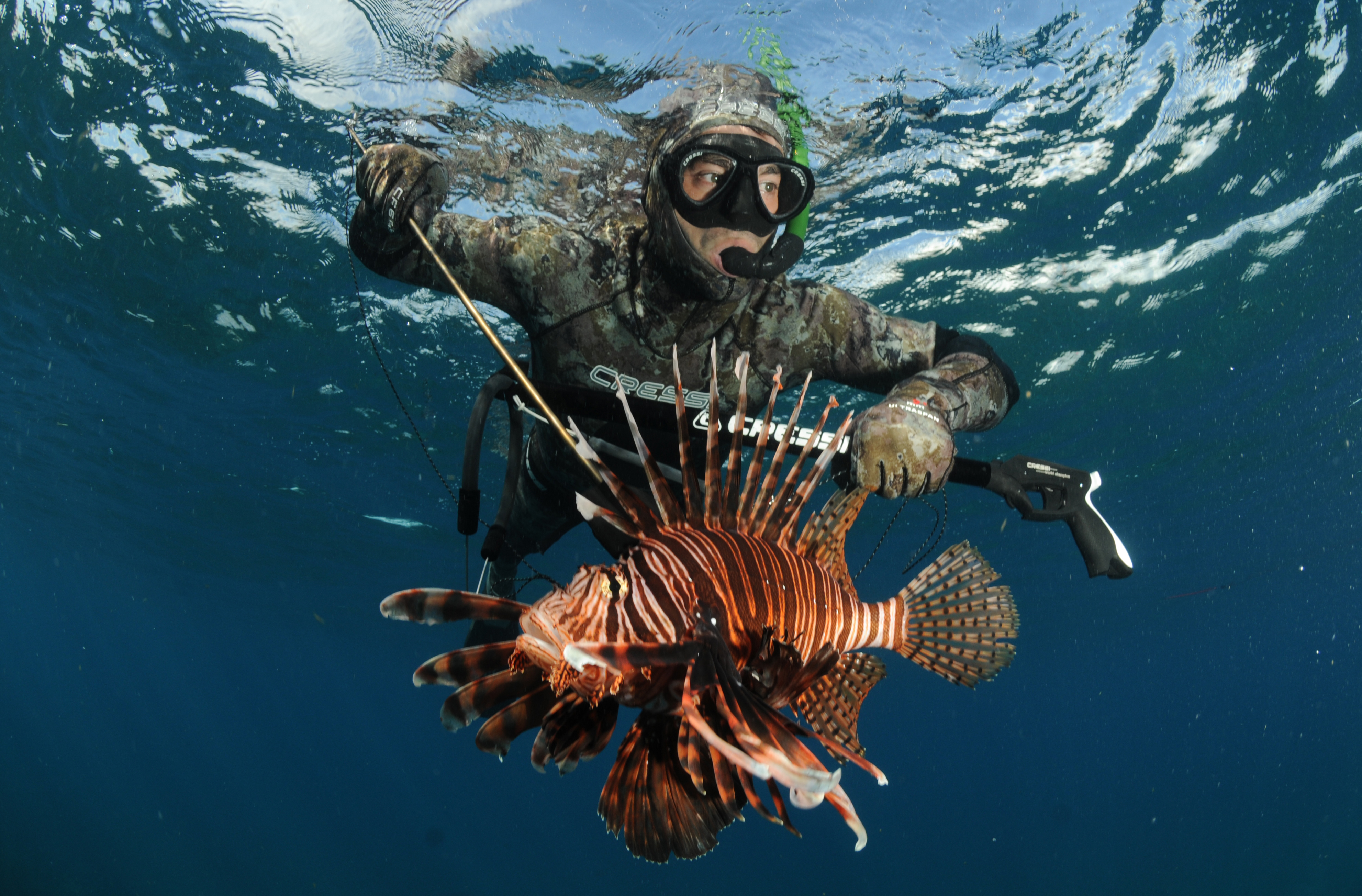 Florida wages war on lionfish that is its harming underwater ecosystem