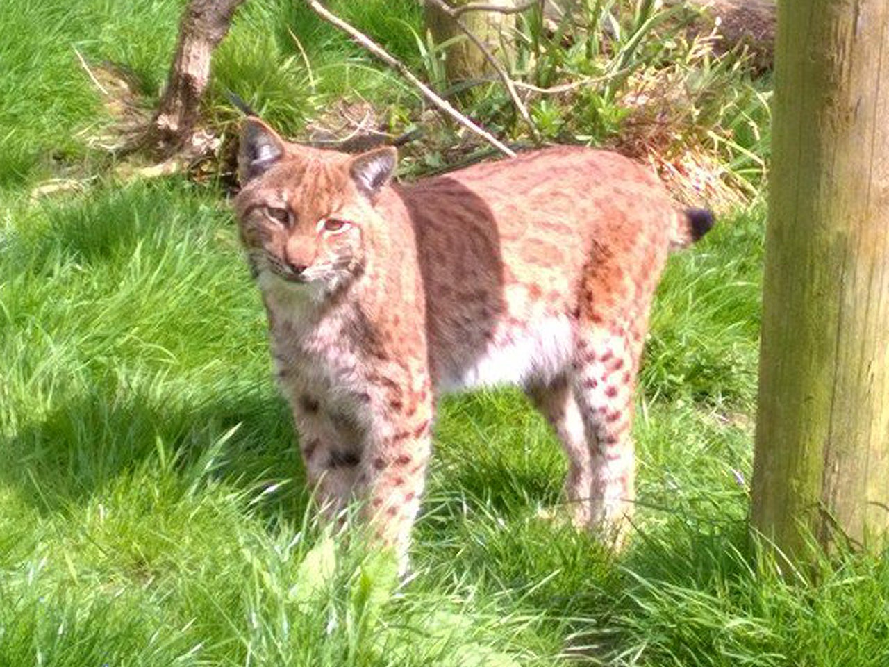 Lynx on loose in England after escape from Dartmoor Zoo CBS News