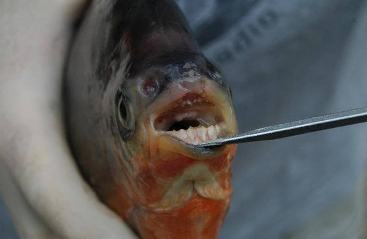 "Vegetarian piranhas" with human-like teeth found in Michigan lakes