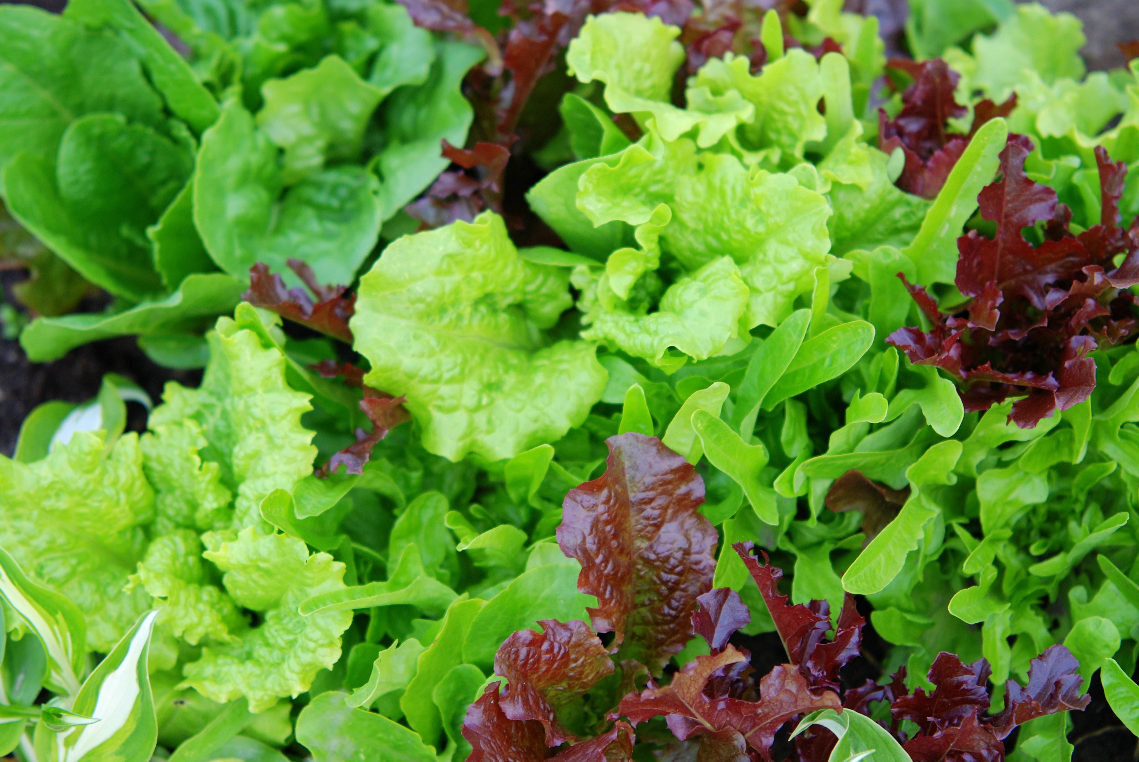 Bagged Salad Can Raise Salmonella Risk Spread Food Poisoning CBS News