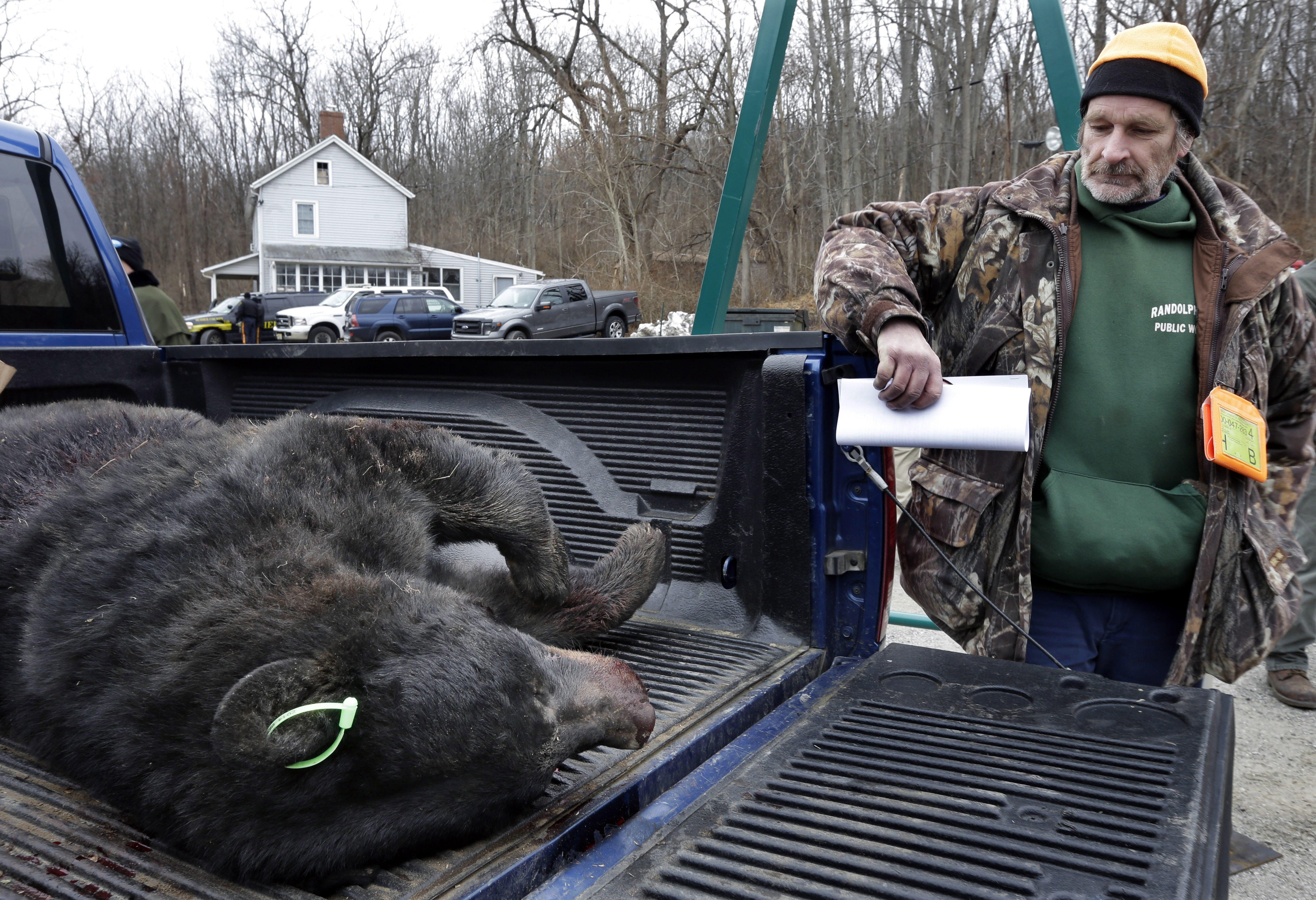 Controversial firearmsonly bear hunt in New Jersey bags record 607