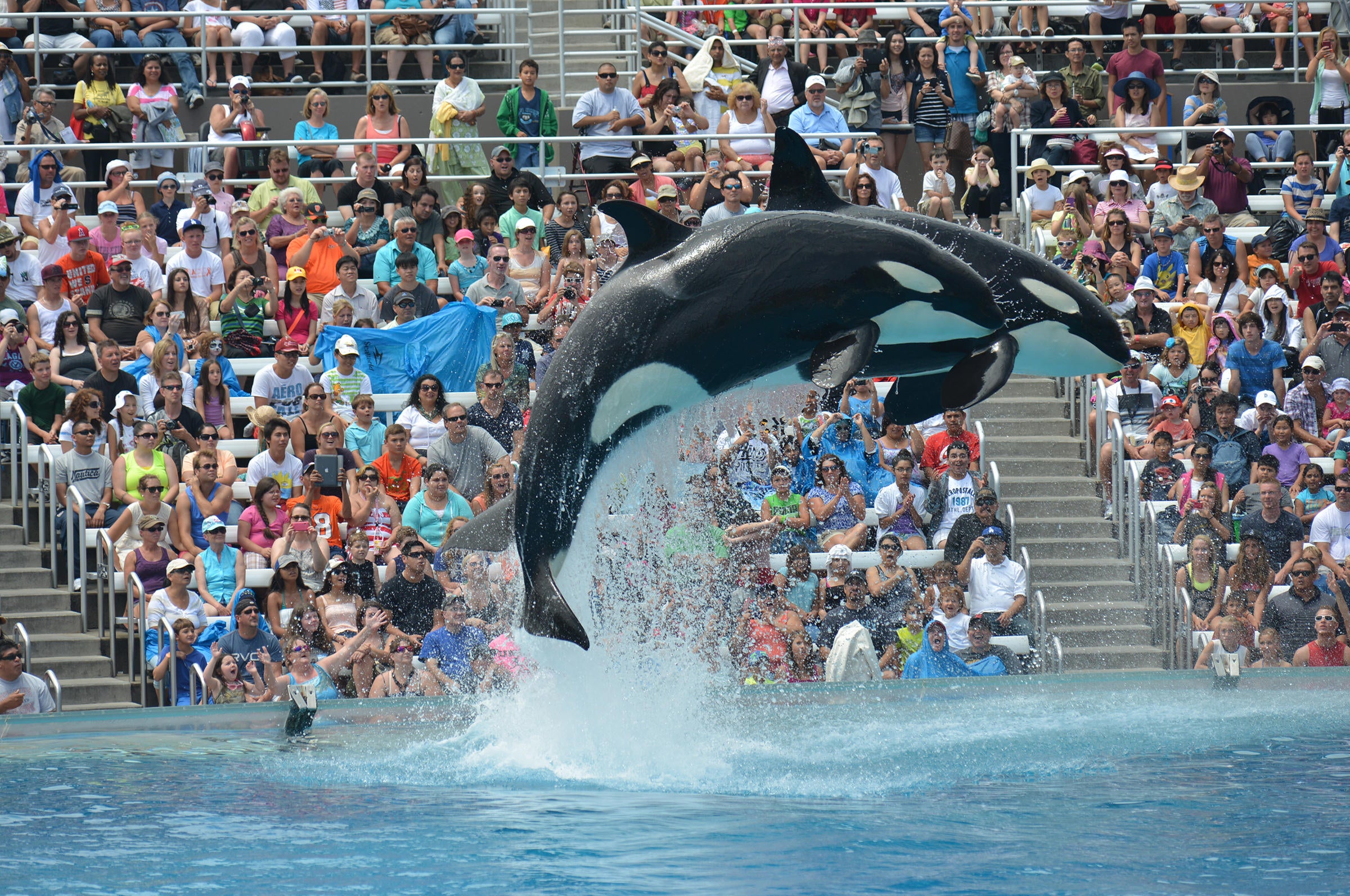 SeaWorld San Diego Ending Killer Whale Theatrical Shows But Concerns