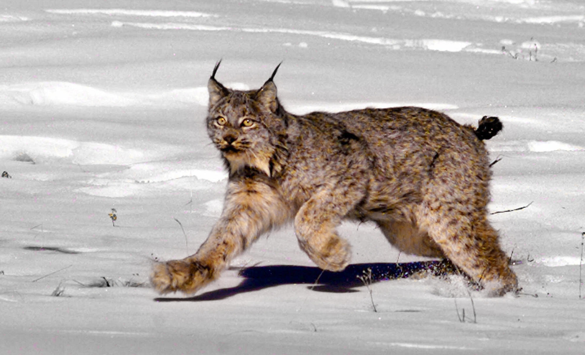 GOP targets landmark Endangered Species Act for big changes - CBS News