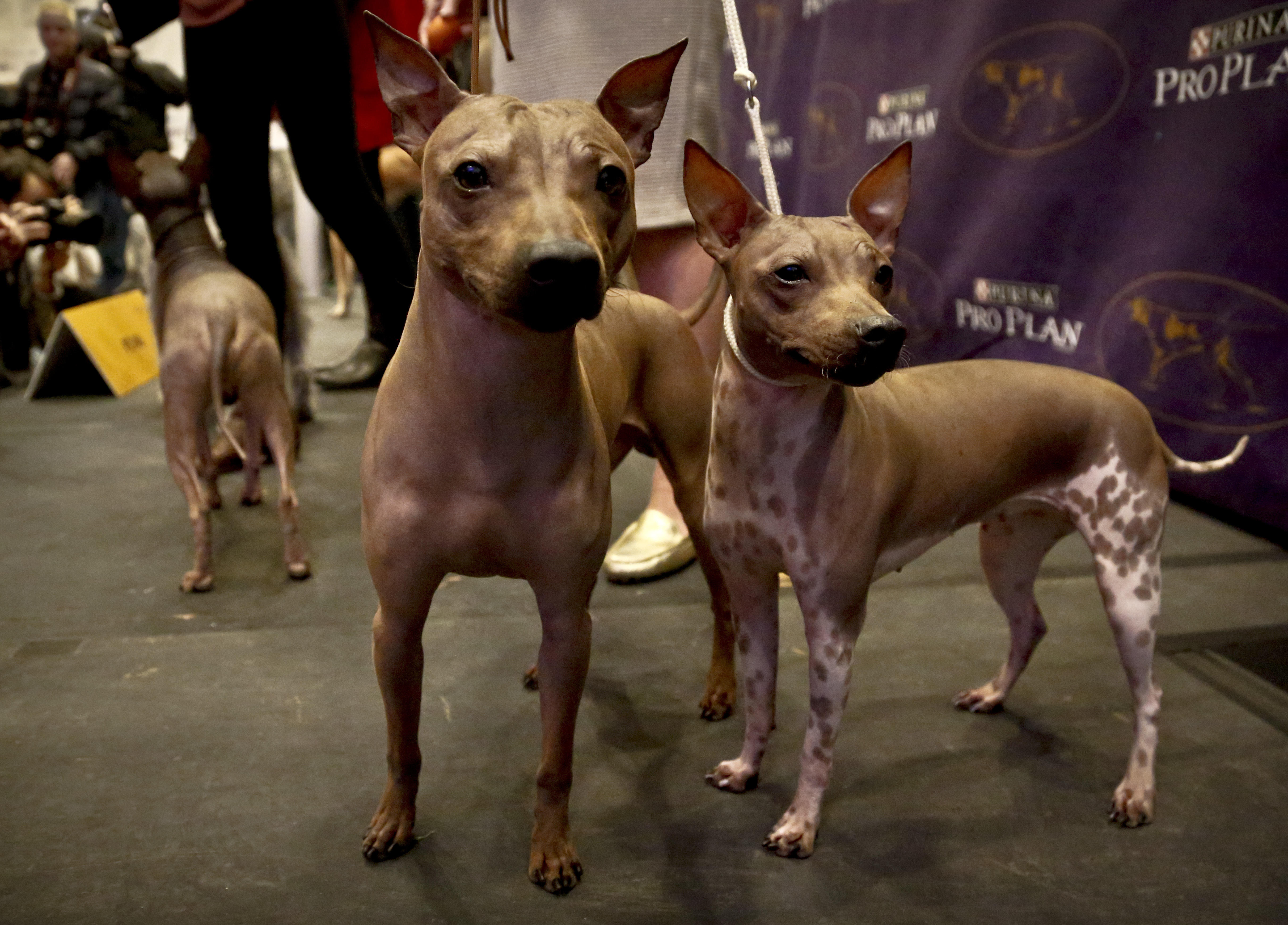 3 new breeds set to compete at Westminster dog show CBS News