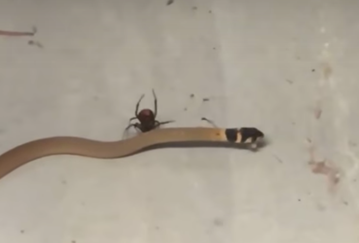 Video of redback spider killing venomous brown snake in Australia goes viral CBS News Video of redback spider killing venomous brown snake in Australia goes viral CBS News