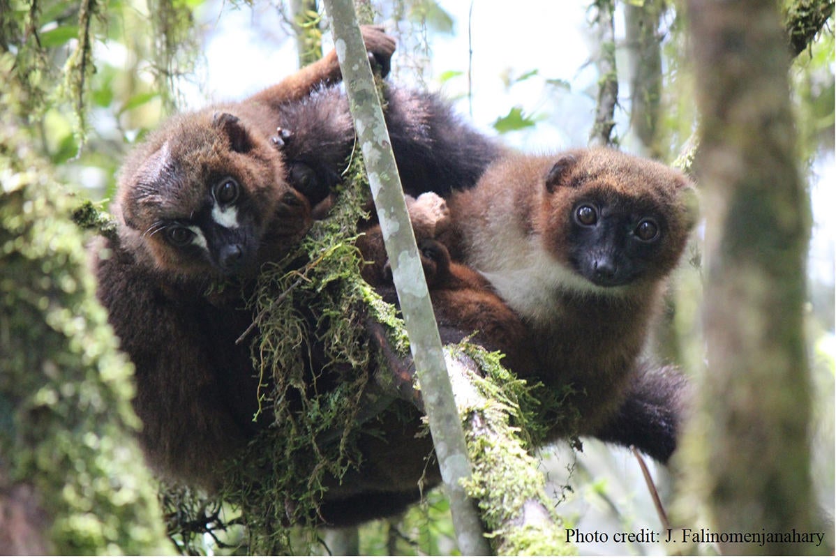 New technology detects unique features in lemur faces - CBS News - CBS News