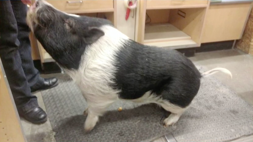 Little piggy takes a trip after wind blows his house down
