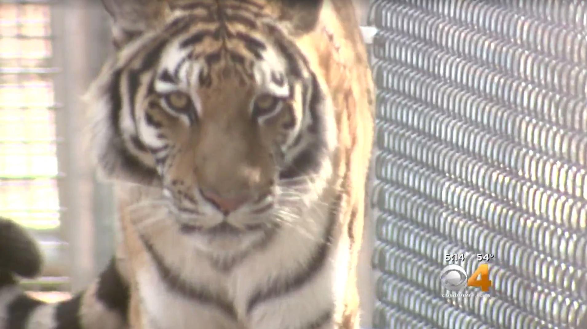 Man bragged about touching sleeping tiger, zoo says CBS News