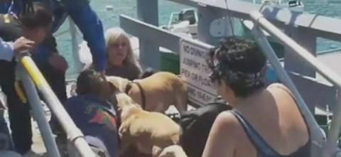 Video shows pit bulls attacking man, dog on Catalina Island - CBS News
