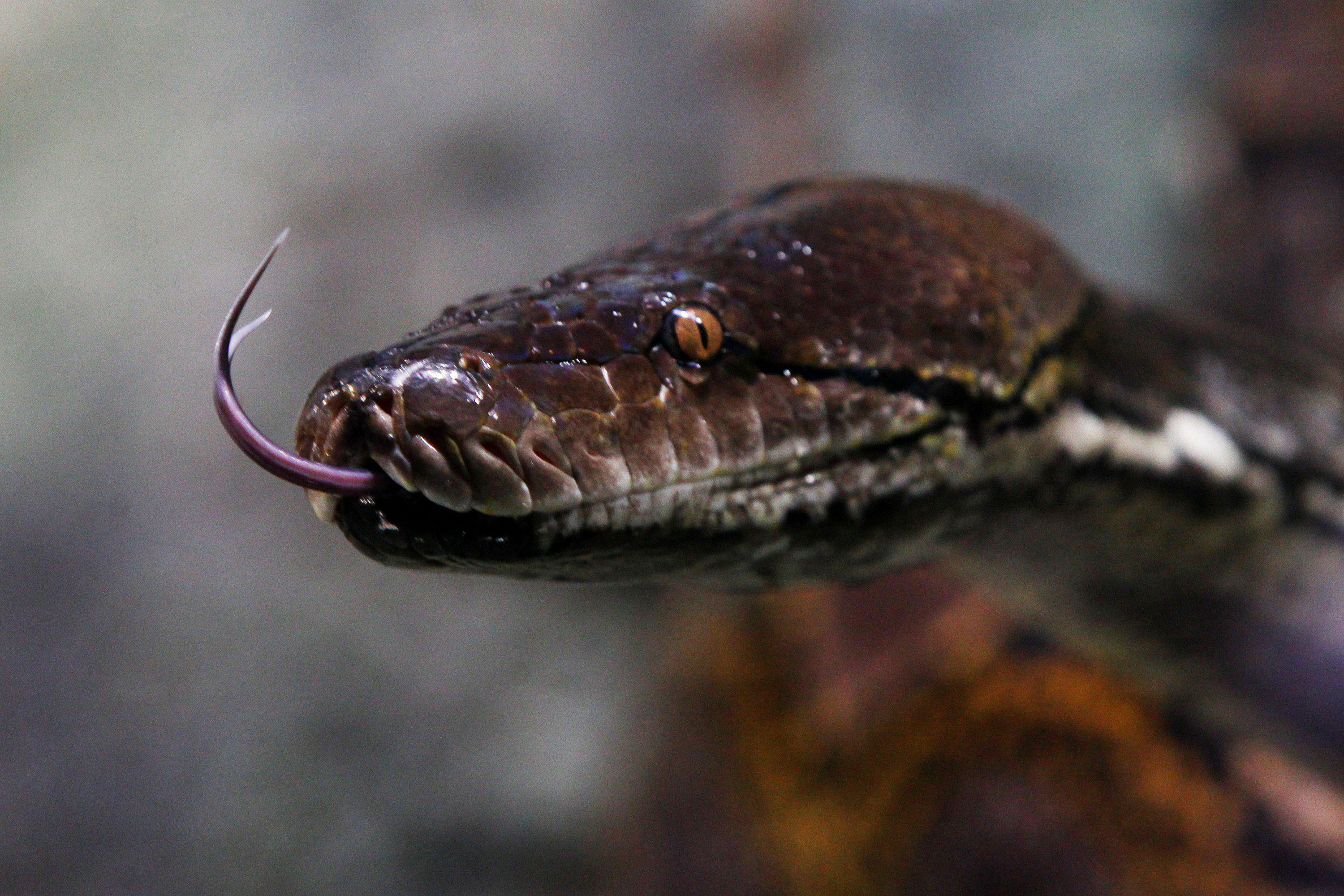 Snakes On The Prowl Insane Snake Attacks WARNING GRAPHIC IMAGES