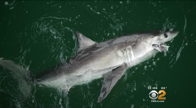 Calif. beaches closed after fishermen tussle with great white shark - CBS News