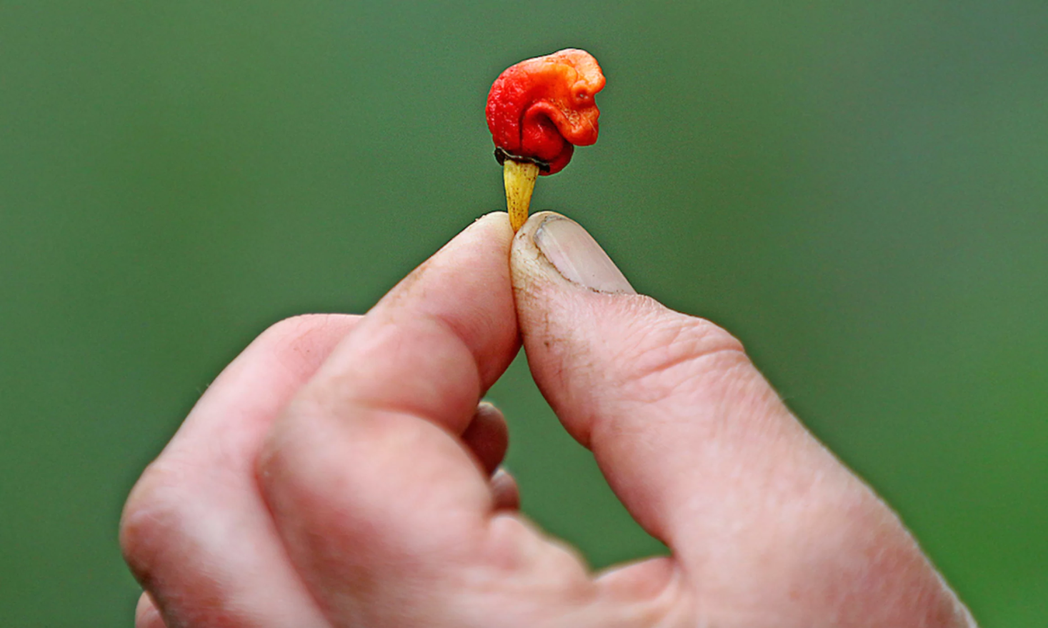 The hottest pepper in the world? Beware the "Dragon's Breath" - CBS News