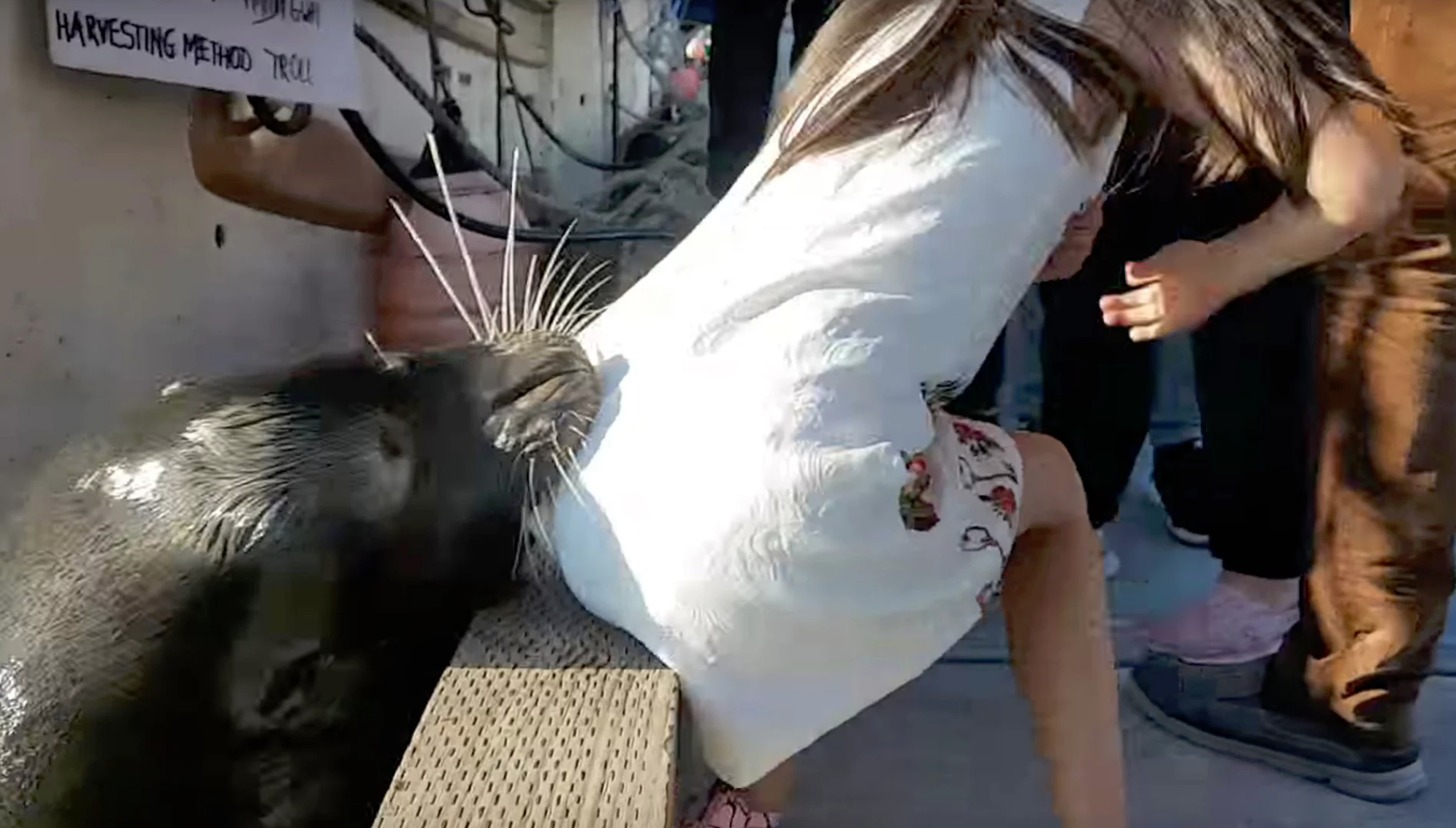 Sea lion grabs young girl from dock, pulls her underwater - CBS News