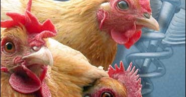 Chicken Cuts Colon Cancer Risk CBS News