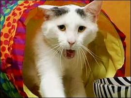 Cat, Animal Planet's "Meow Mix House," cat show