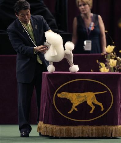 2007 Westminster Dog Show - Photo 1 - Pictures - CBS News