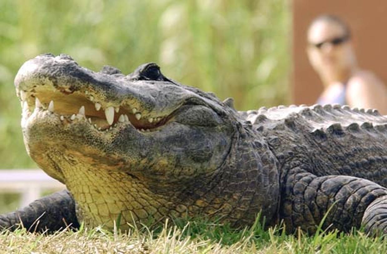 Body found hours later Alligator attacks Pictures CBS News