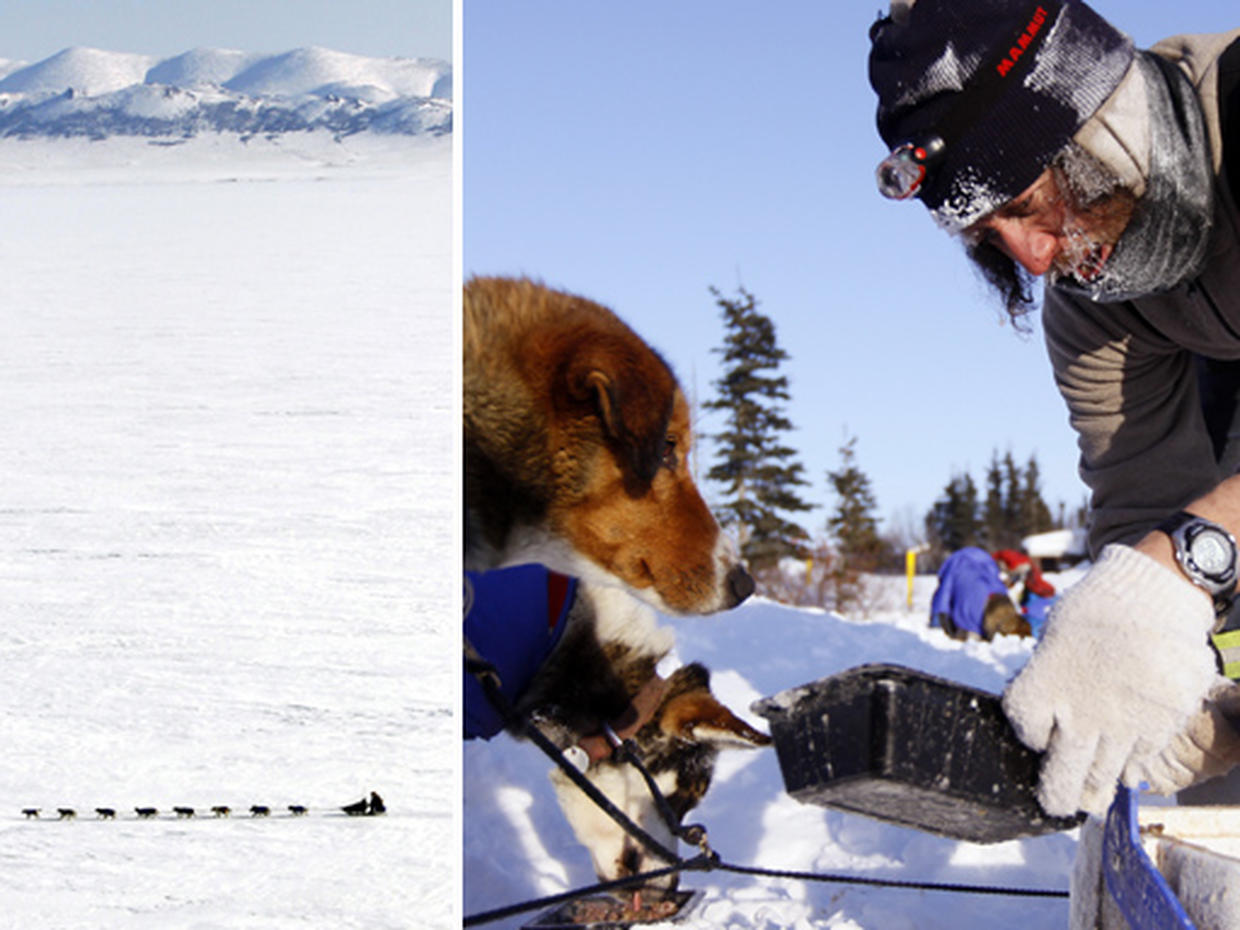 Iditarod dog sled race online articles