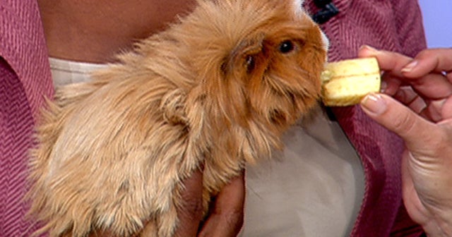 Guinea Pigs as Pets Videos CBS News