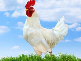 chicken, natural chicken, organic, sky, blue, generic, stock