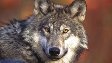 After court ruling, wolves could soon be shot on sight in Wyoming After court ruling, wolves could soon be shot on sight in Wyoming