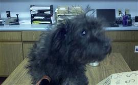 Woman Tried to Mail Puppy, Now She Wants the Dog Back