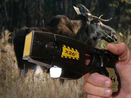 Taser Fails To Slow Roaming Alaska Moose