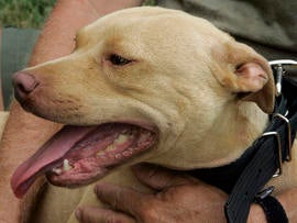 Driver's Dog Helps Deputy Make Drug Bust