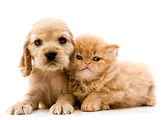 Because I Hate You Cats And Dogs Because I Hate You Cats And Dogs