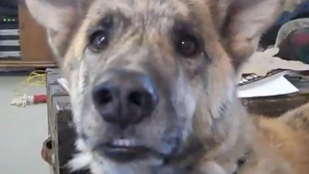 Talking dog doesn't get any bacon CBS News