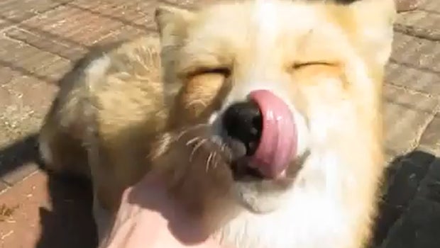 Domesticated foxes in Russia playing around are adorable - CBS News