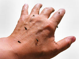 mosquitoes, hand, bugs, skin, stock, 4x3