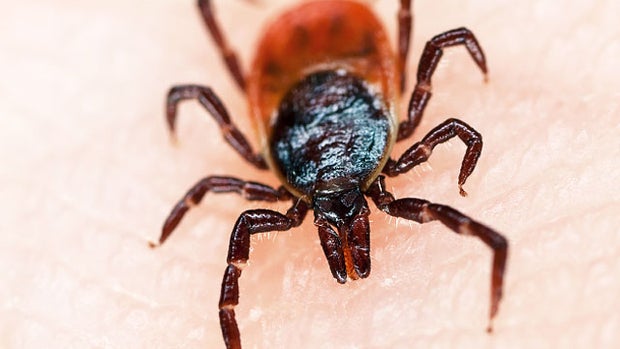 Lyme disease lies - and truths 