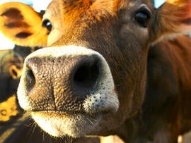 cow, stock, 4x3, milk