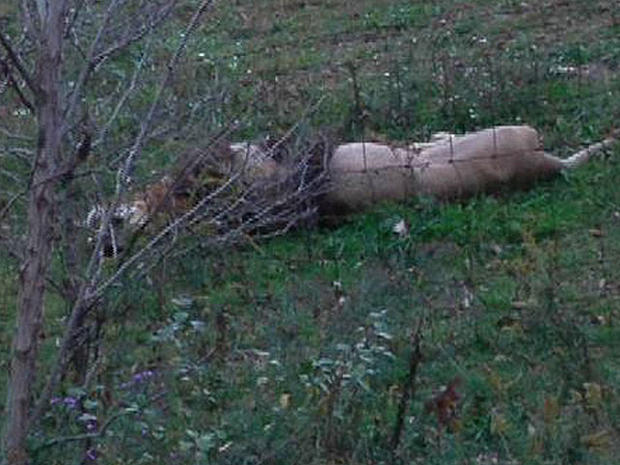 A dead lion lays by the fence on Terry Thompson's farm near Zanesville Ohio, Oct. 18, 2011.
