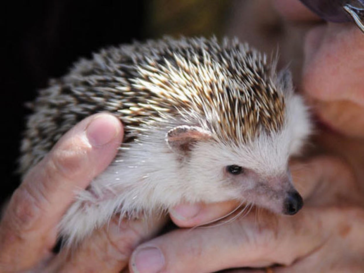 Hedgehog Unusual pets that are legal to own Pictures CBS News