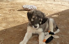 Saving a puppy in Afghanistan