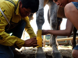 George Marchand (L) and his nephew Loren Marchand wrap their horse's legs in preparation for the Omak Suicide Race August 15, 2004 in Omak, Washington.