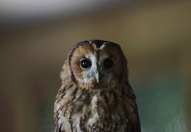 tawny-frogmouth-calls-wildlife-sounds-by-wild-ambience