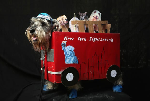 Halloween dog parade in New York