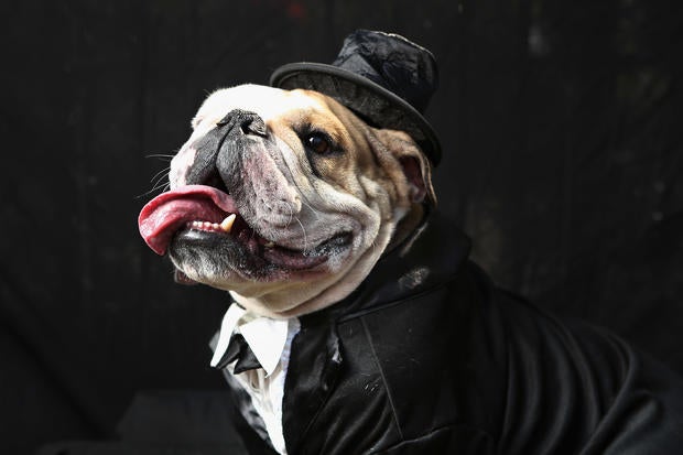Halloween dog parade in New York