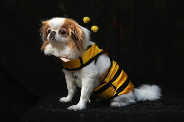 Halloween dog parade in New York